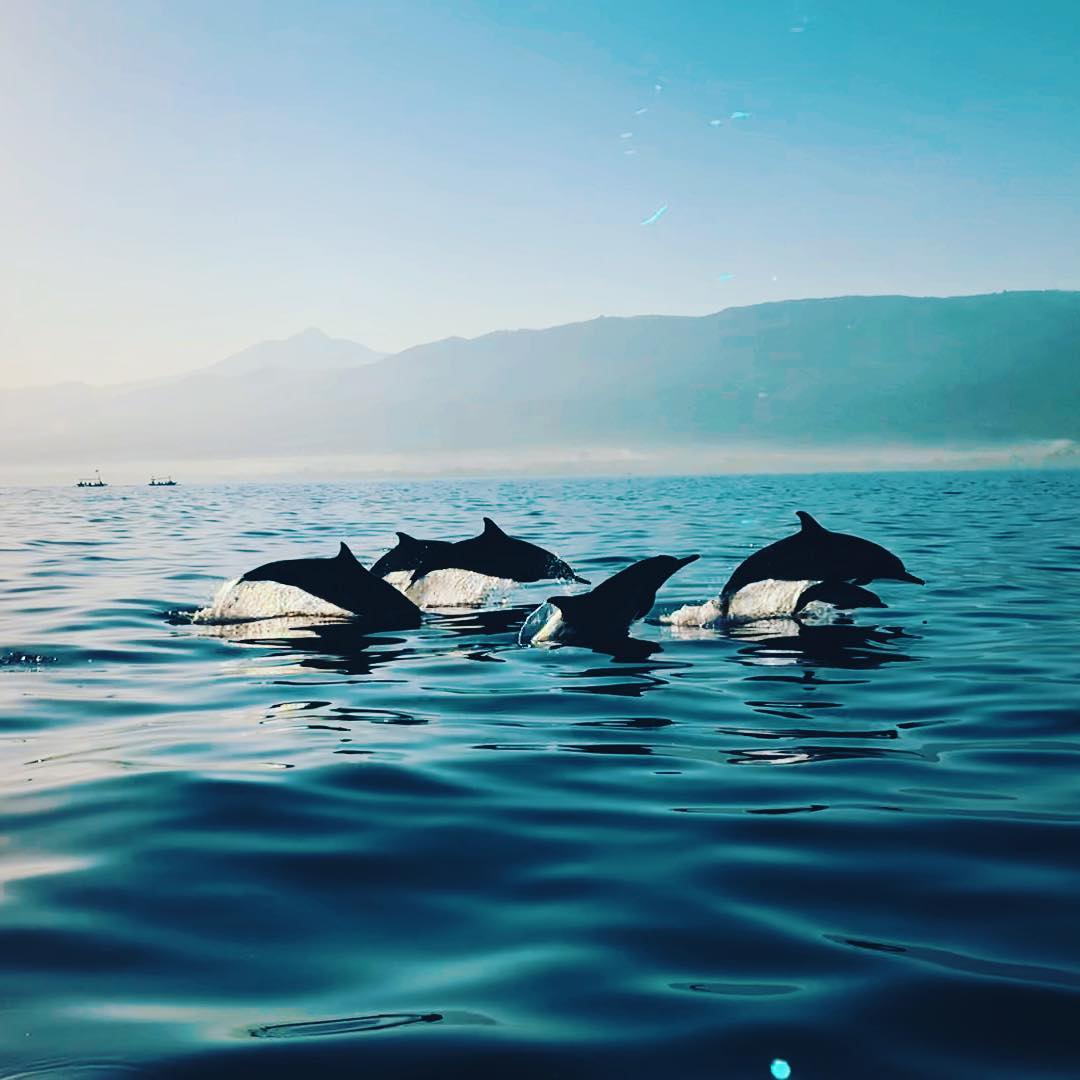 dolphin tour lovina